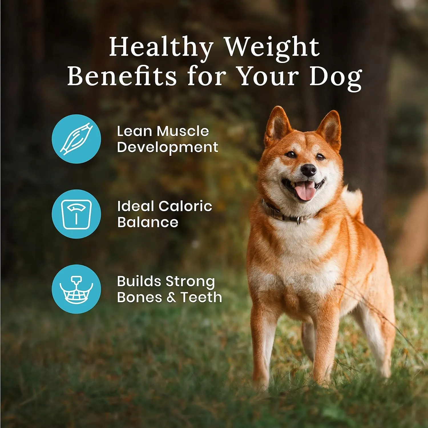 Blue Buffalo Wilderness More Meat & Wholesome Grains Natural Dry Dog Food Healthy Weight Chicken