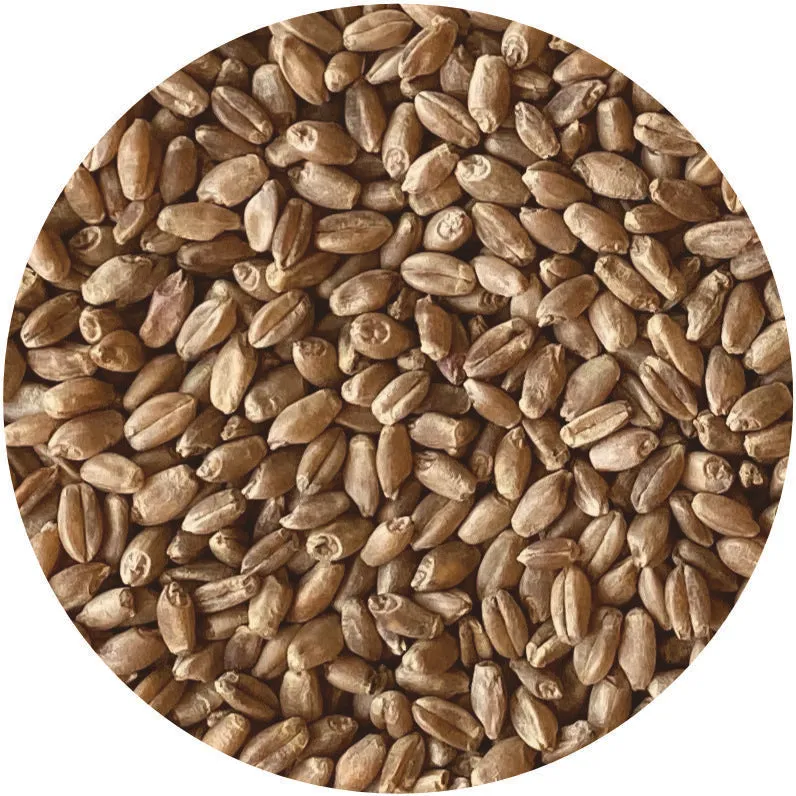 Organic Hard Red Spring Wheat  Berries for Wholesale Distributors